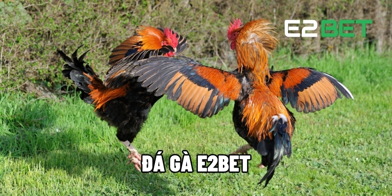 Đá Gà E2BET l