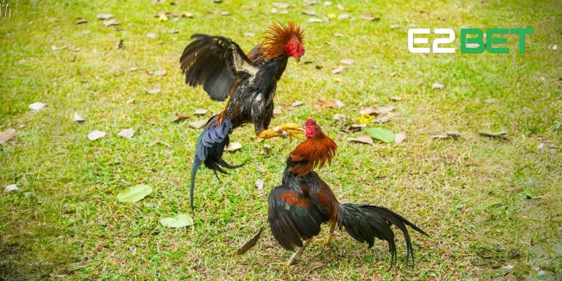 Khám phá sảnh Đá Gà E2BET