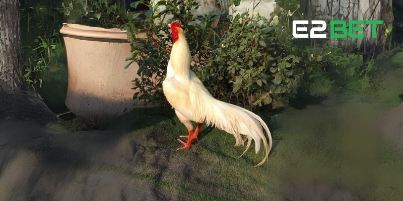 Tổng quát về giống gà chọi Asil
