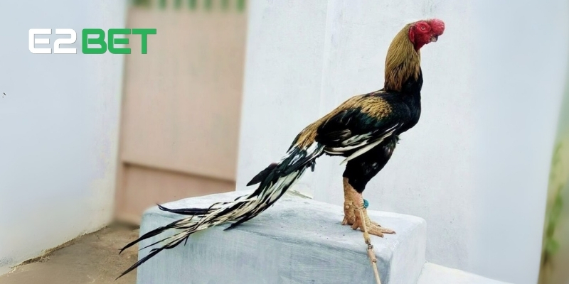 Gà chọi Asil Bobby Boles