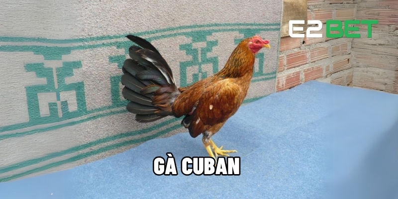 gà Cuban