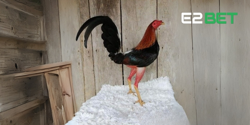 Sự linh hoạt trong chiến đấu