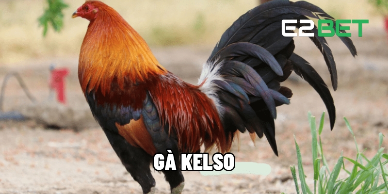 Gà Kelso