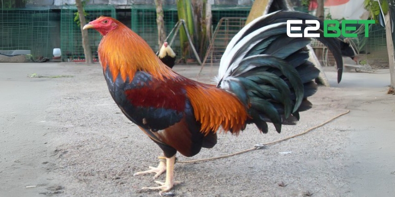 Gà Kelso – Siêu Chiến Kê Đỉnh Cao Trên Sân Chơi Đá Gà E2BET 2 Những điểm nổi bật của gà chọi Kelso