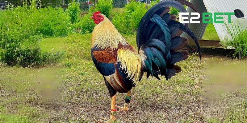 Gà Kelso – Siêu Chiến Kê Đỉnh Cao Trên Sân Chơi Đá Gà E2BET 4 Cựa và móng chắc khỏe