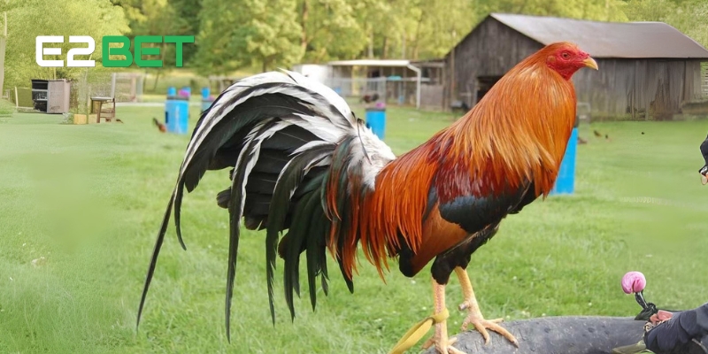 Đặc điểm nổi bật của gà Mỹ