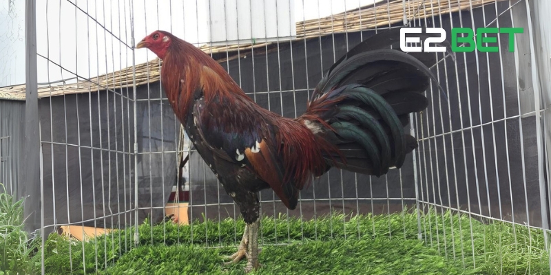 Chú ý đến bộ lông dày và dài