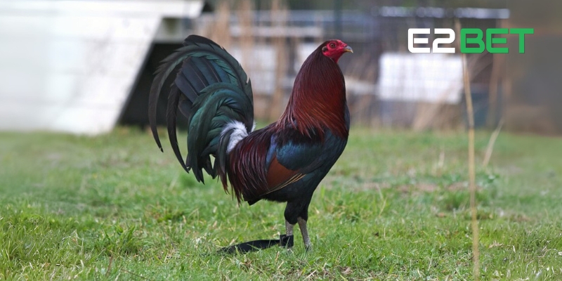 Lựa chọn gà đá Mỹ theo các dòng nổi bật