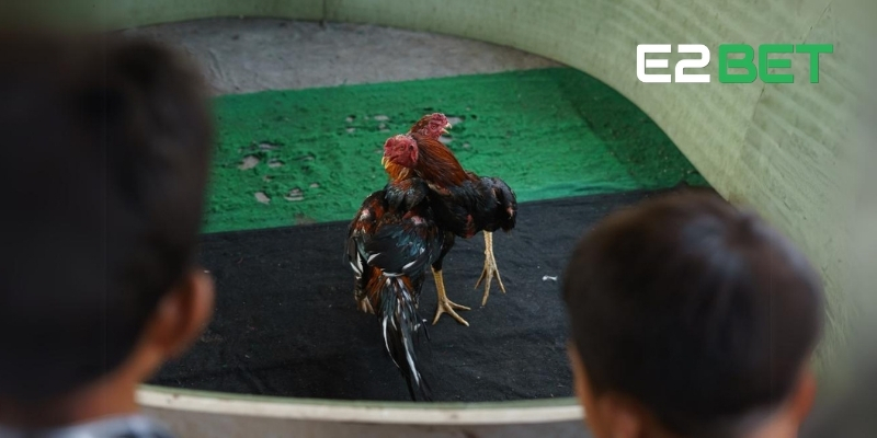 Tổng quan về Live đá gà tại E2BET