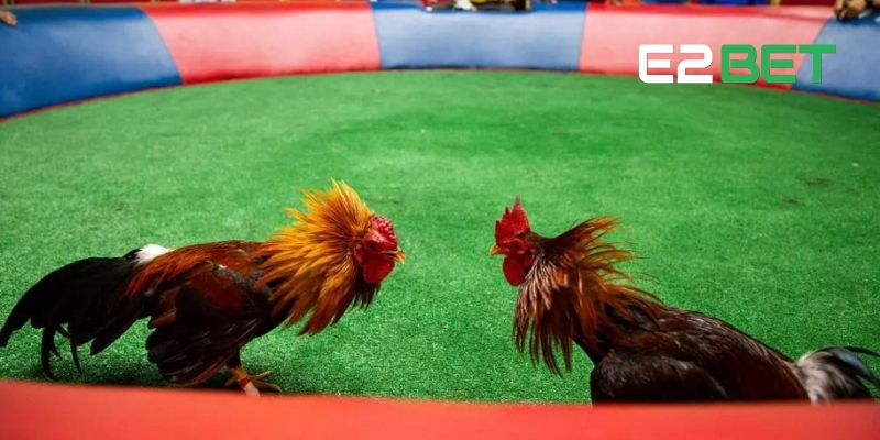 Ưu điểm của sân live đá gà E2BET