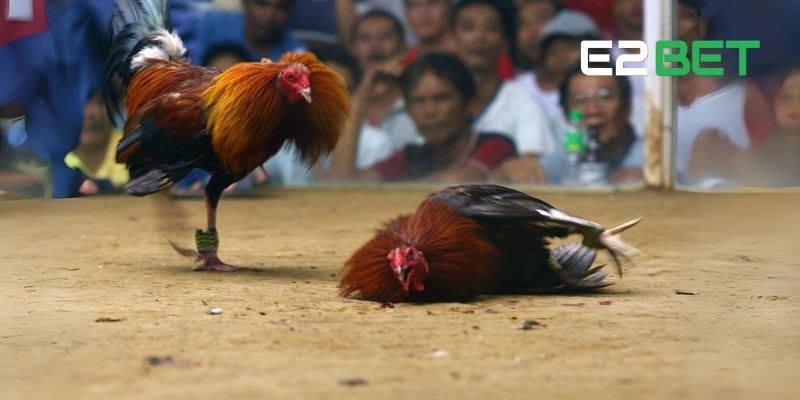 Kinh nghiệm cá cược live đá gà tại E2BET