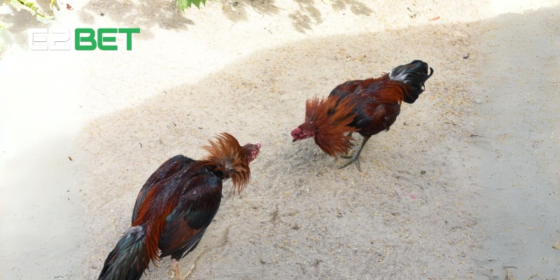 Những lưu ý quan trọng khi cá cược tại trực tiếp đá gà 67