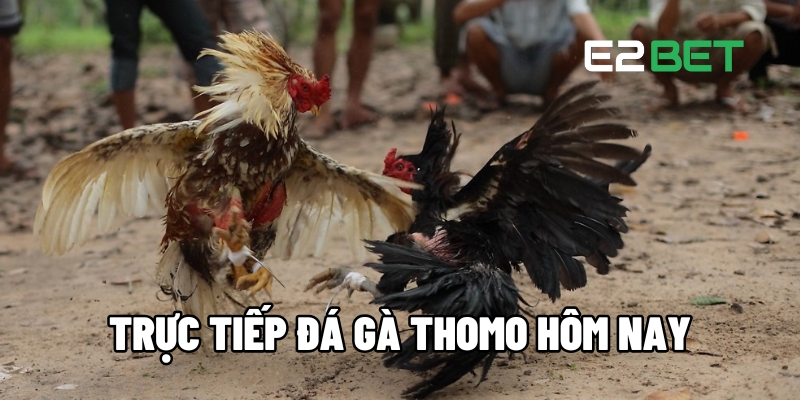 truc tiep da ga thomo hom nay 1