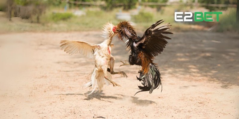 Xem trực tiếp đá gà Thomo hôm nay kịch tính tại E2BET