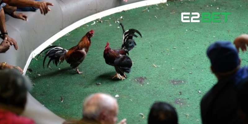 Hướng dẫn cách xem trực tiếp đá gà Thomo hôm nay đơn giản và nhanh chóng