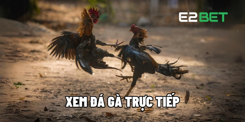 xem da ga truc tiep 1