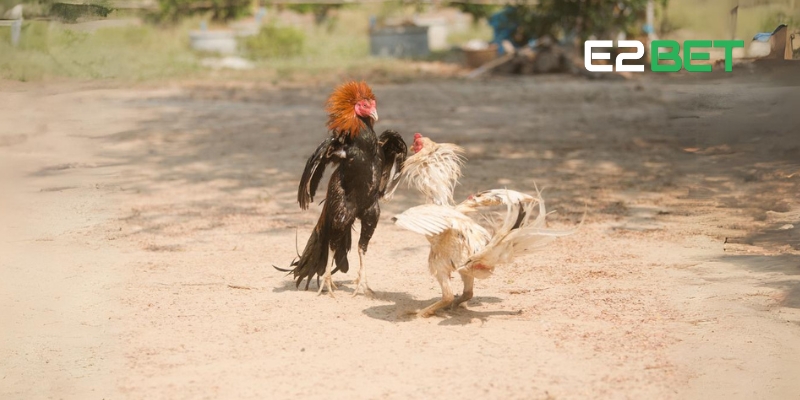 Xem đá gà trực tiếp là gì?