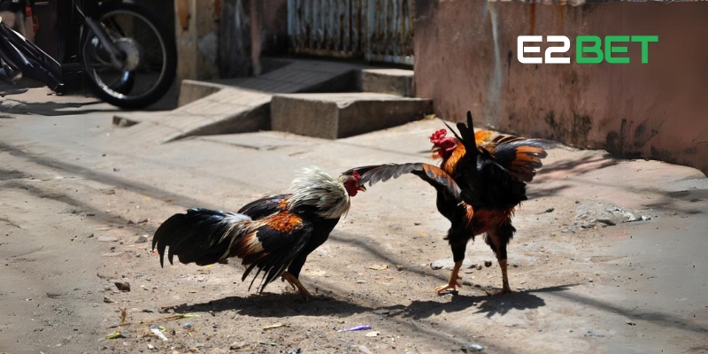 Đá gà trực tuyến với chất lượng hình ảnh tuyệt vời