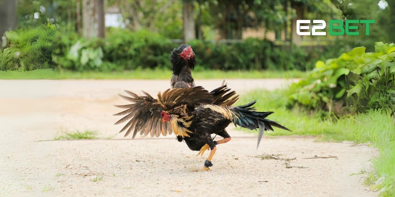 Khám phá sự hấp dẫn của đá gà đòn với các chiến thuật độc đáo