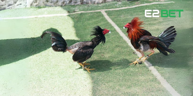 Tìm hiểu các cửa cược đá gà đòn hấp dẫn tại E2BET ngay hôm nay