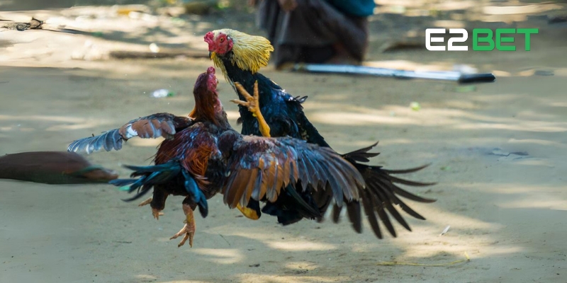 Học hỏi cách dự đoán kết quả đá gà đòn hiệu quả tại E2BET
