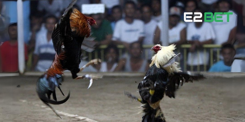 Đá gà Mỹ cựa dao hoành tráng tại các đấu trường đỉnh cao