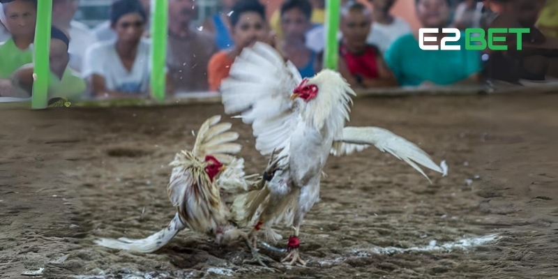 Tìm hiểu luật đá gà cựa dao chuẩn từ sới chuyên nghiệp
