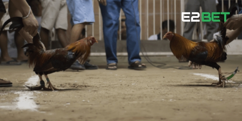 Xem đá gà Mỹ cựa dao cực nét, cực nhanh tại E2BET