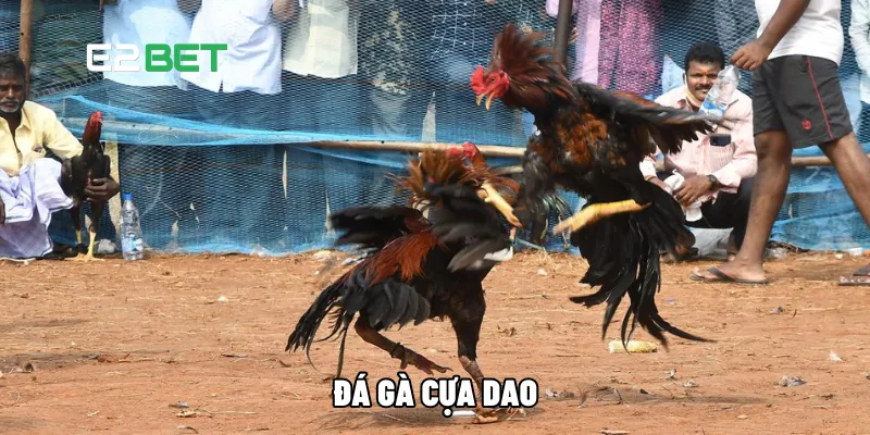 Đá gà cựa dao