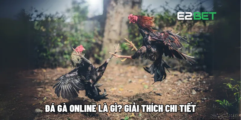 Đá gà online là gì? Giải thích chi tiết