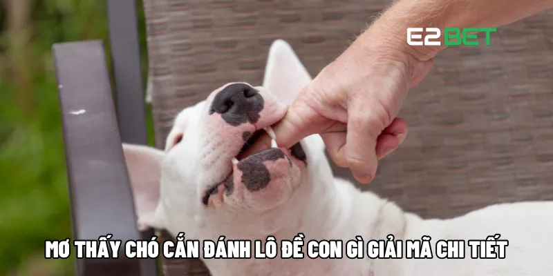 Mơ Thấy Chó Cắn Đánh Lô Đề Con Gì - Giải Mã Điềm Báo May Mắn Tại E2BET 2 Mơ thấy chó cắn đánh lô đề con gì giải mã chi tiết