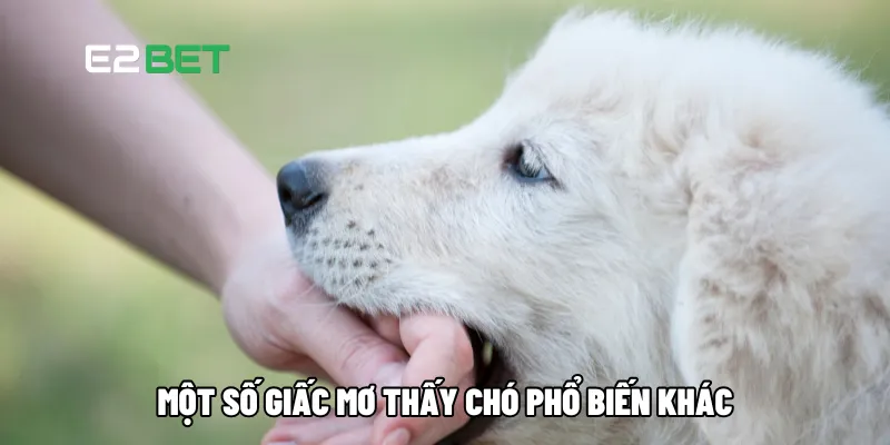 Mơ Thấy Chó Cắn Đánh Lô Đề Con Gì - Giải Mã Điềm Báo May Mắn Tại E2BET 4 Một số giấc mơ thấy chó phổ biến khác